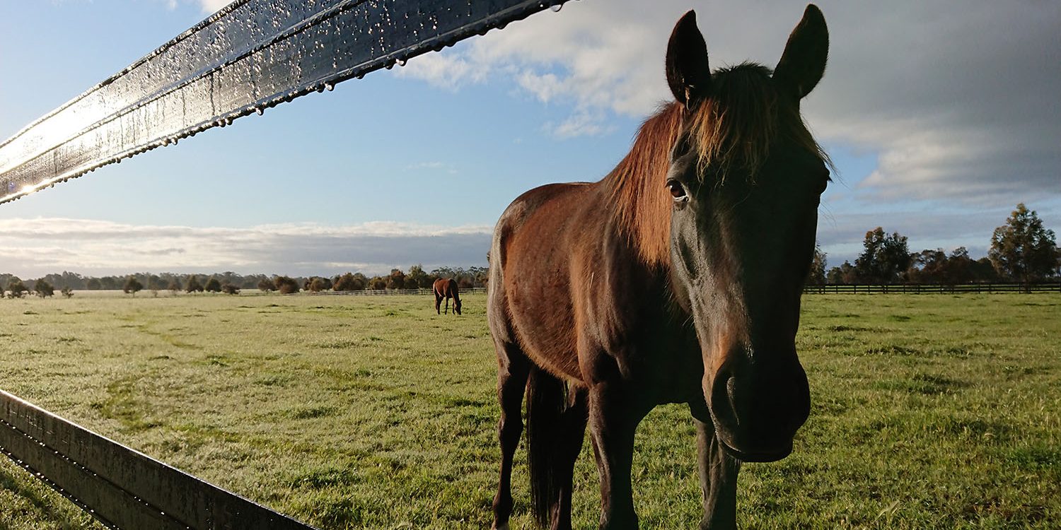 Horse safe behind horse rail Safely behind Horserail, the safest fencing option on the market