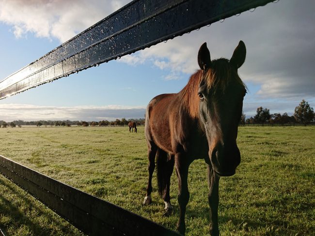 Horse safe behind horse rail Safely behind Horserail, the safest fencing option on the market