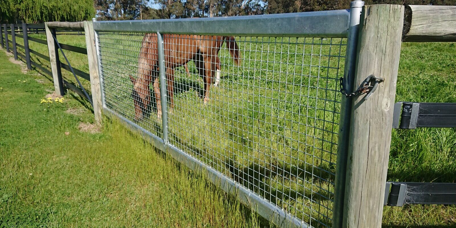 horse safe gates