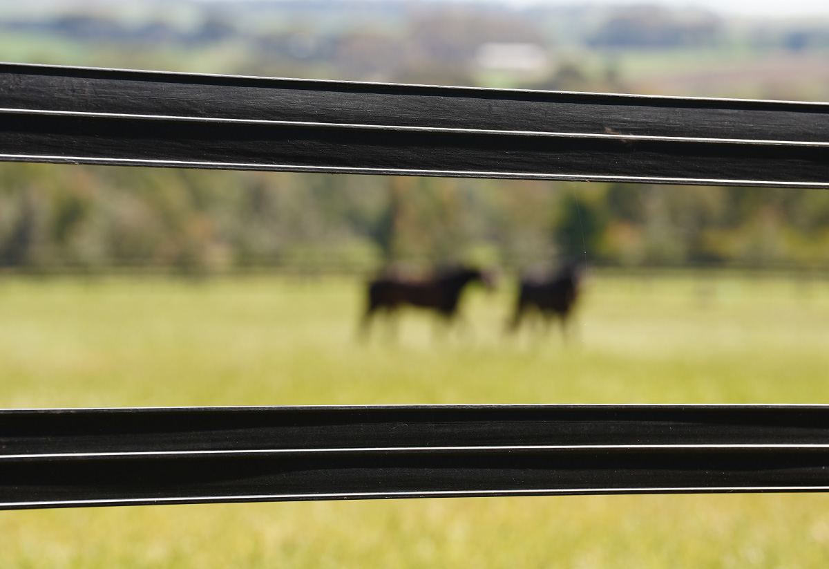 Stallion Rail (non Electric) - Image 2