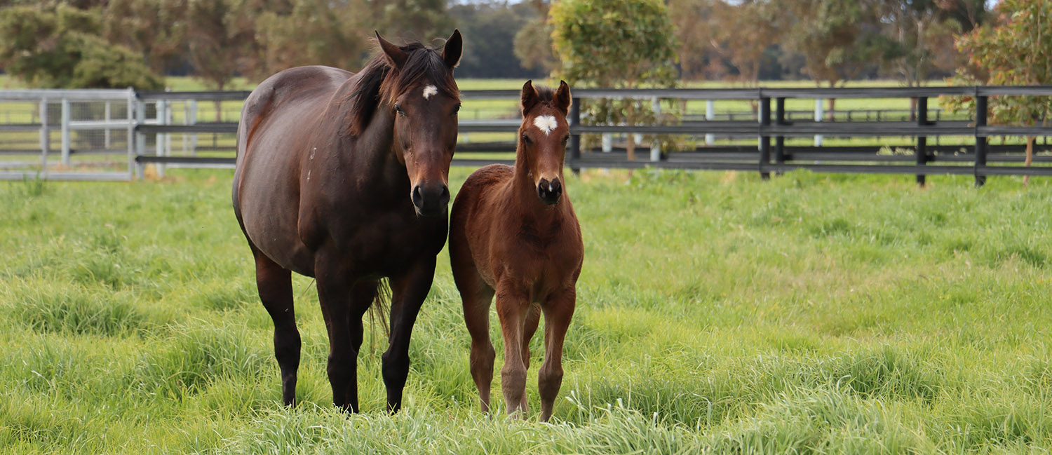 Mare and Foal safely behind Stallion Rail Foaling Paddocks using Stallion Rail
