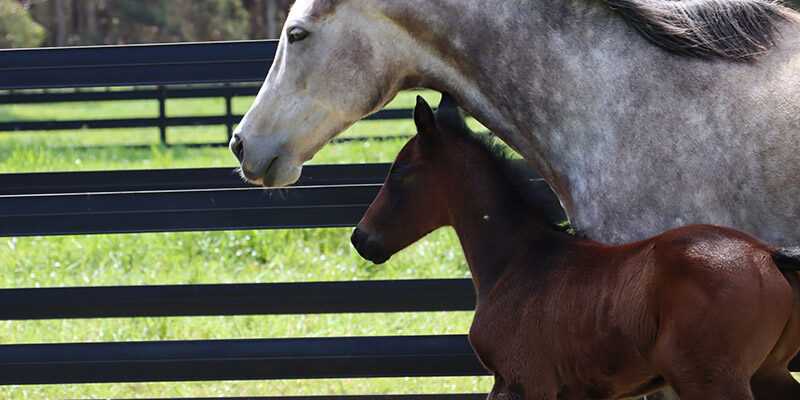 Mare and Foal safely behind Stallion Rail Fencing for foals using Stallion Rail