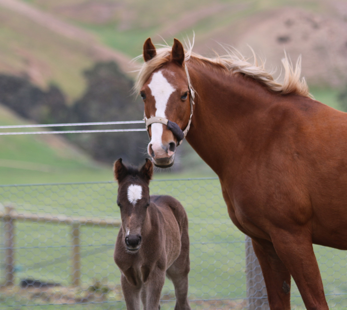 Stallion rail supersedes mesh for foaling paddocks Using Mesh for foaling paddocks