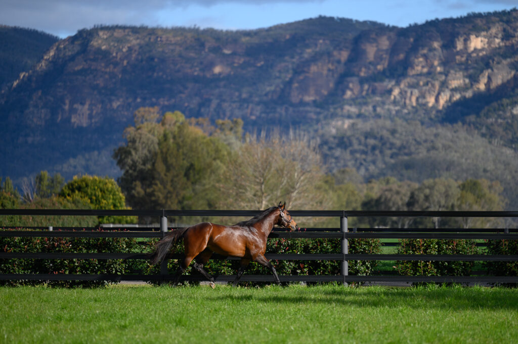 Make your fencing dreams a reality
