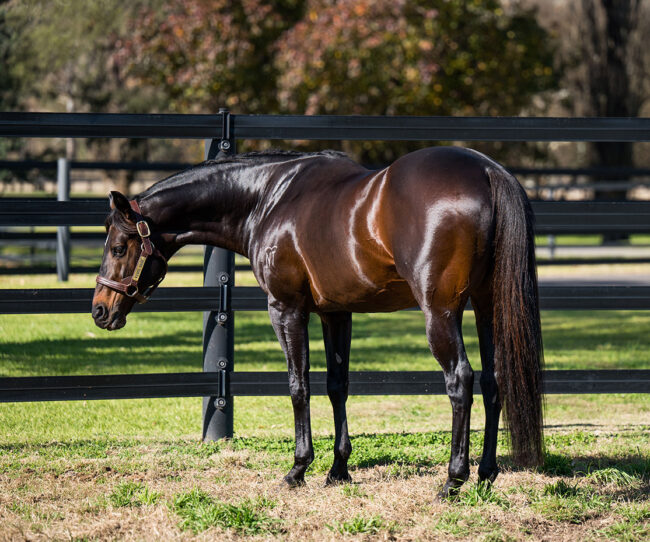fencing-for-stallions