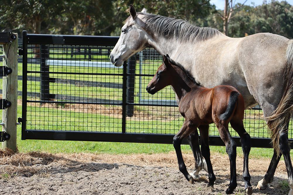 Fencing for Foals Checklist