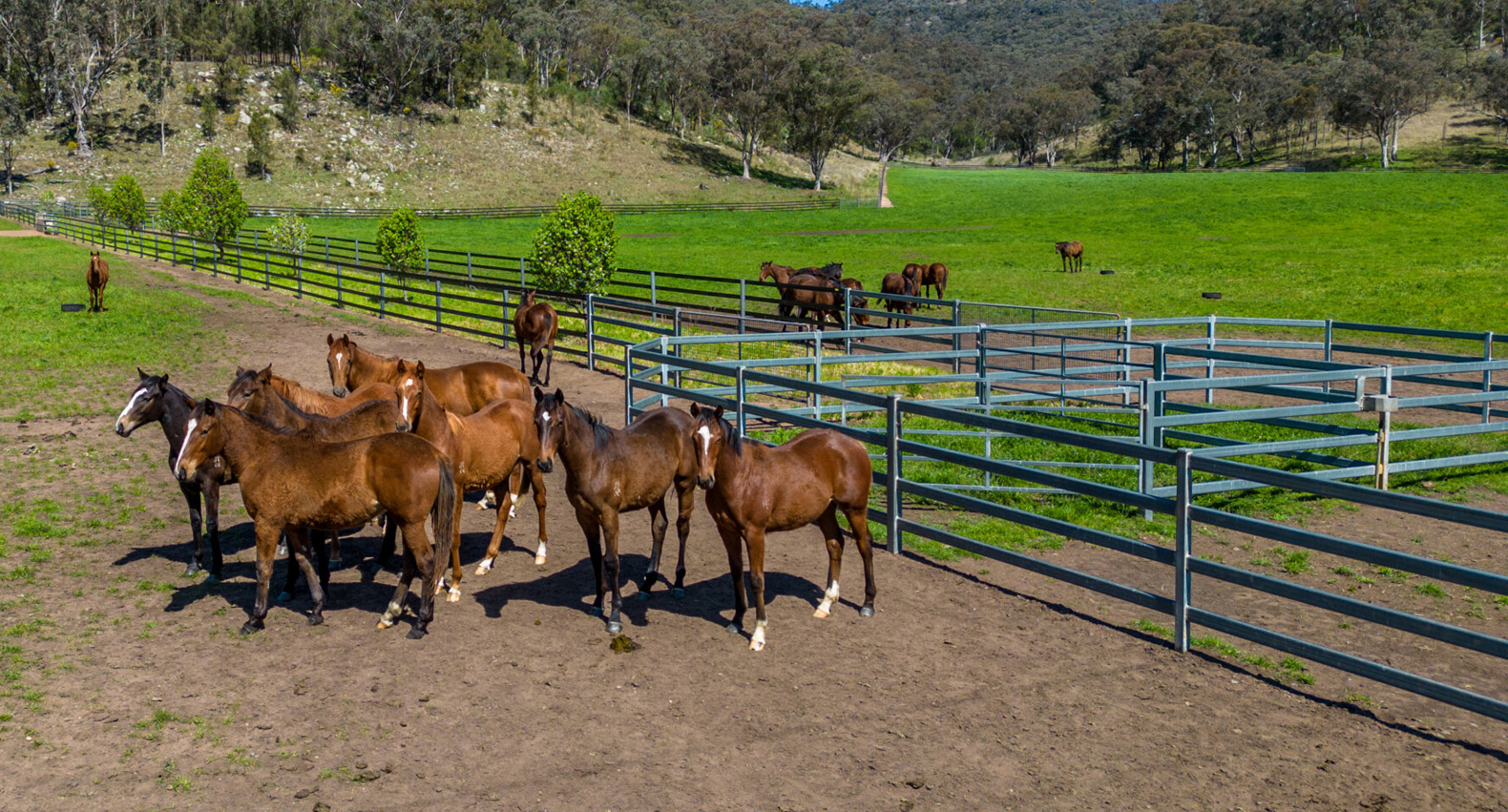thoroughbred-holding-pen-3