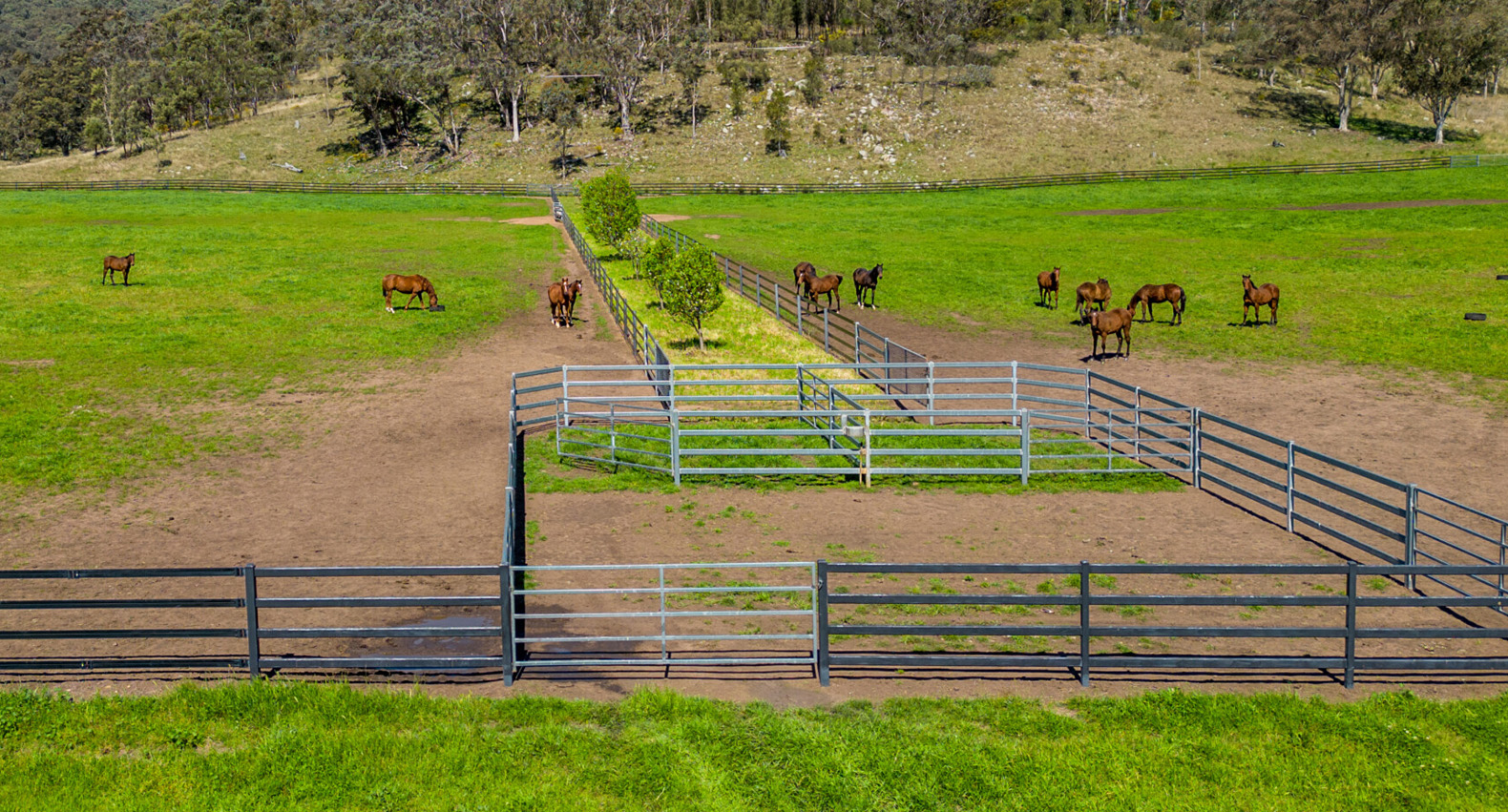 thoroughbred-holding-pen-4