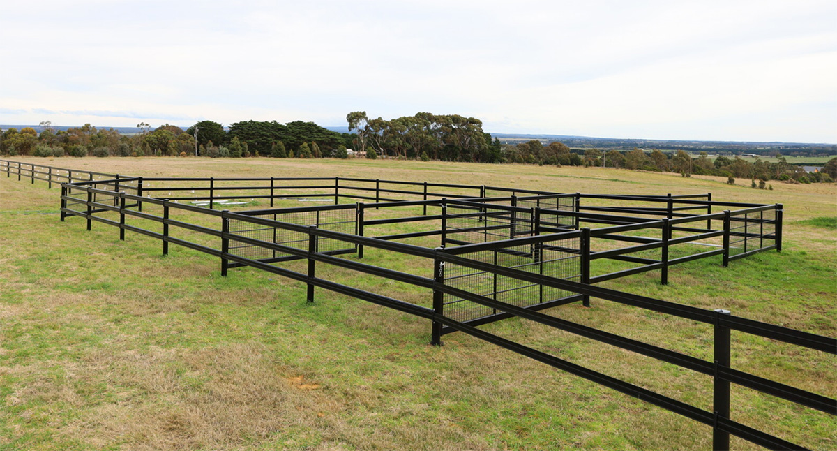 thoroughbred-holding-pen